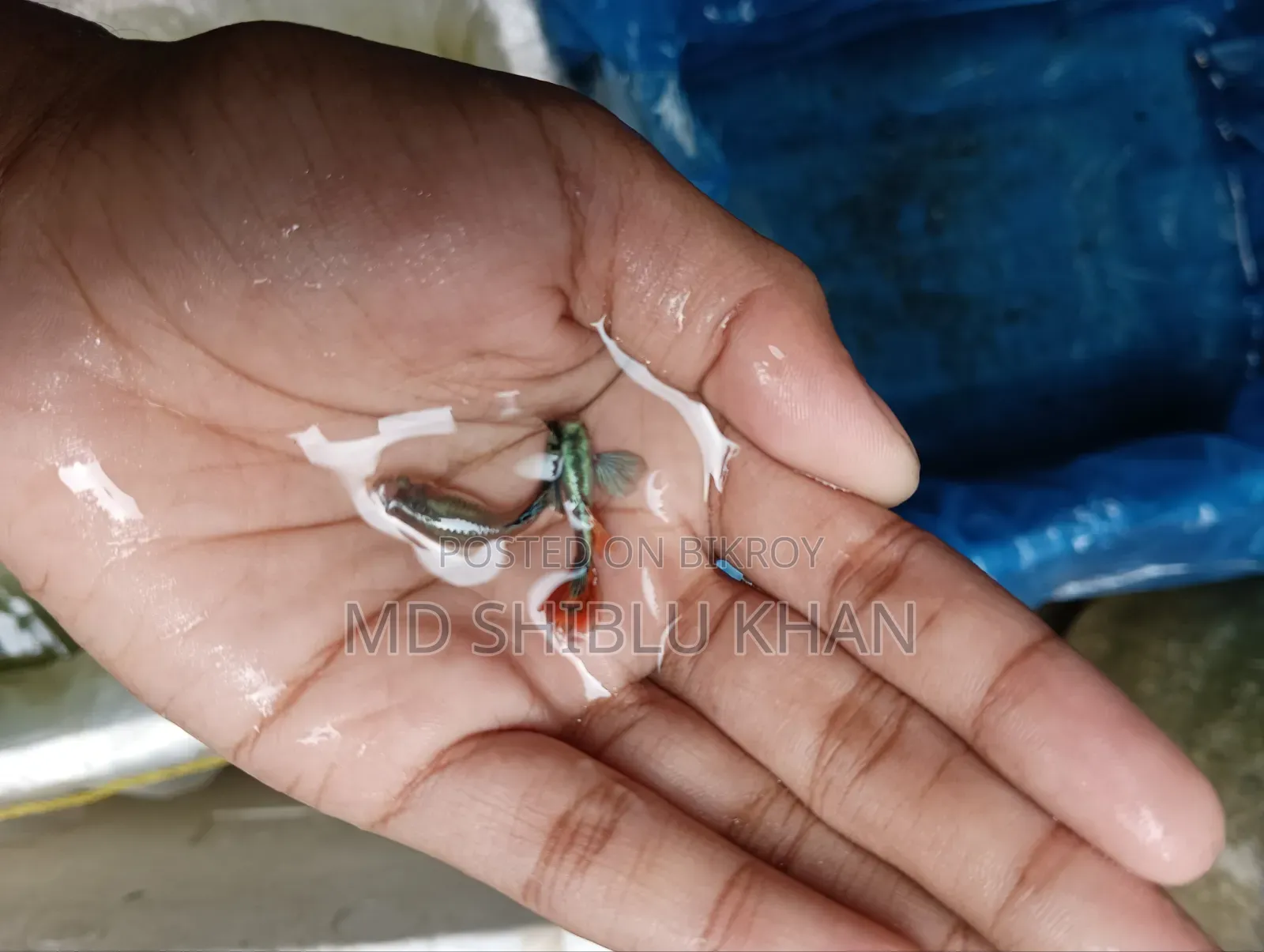 RTP & Dambo Musaic Guppy