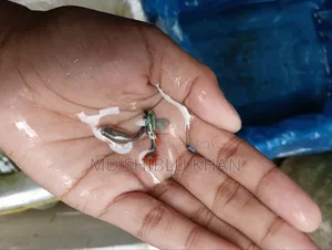 RTP & Dambo Musaic Guppy
