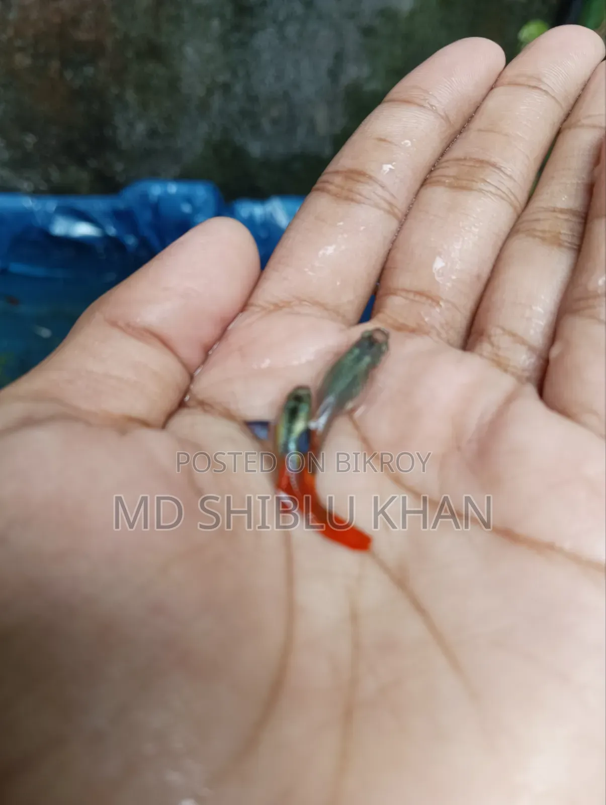 RTP & Dambo Musaic Guppy