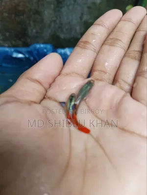 RTP & Dambo Musaic Guppy