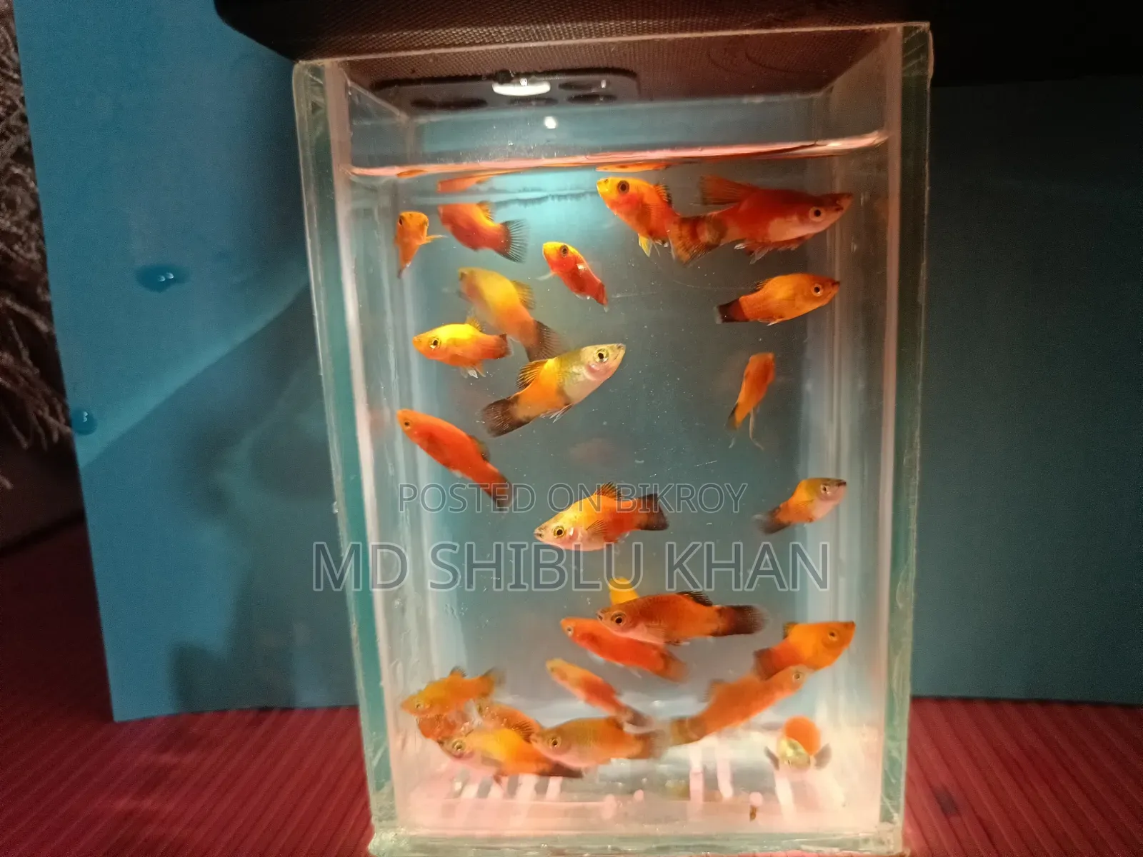 প্লাটি মাছ