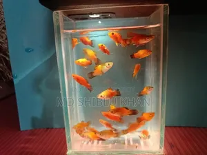 প্লাটি মাছ