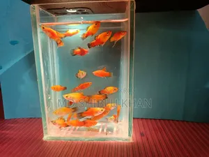 প্লাটি মাছ