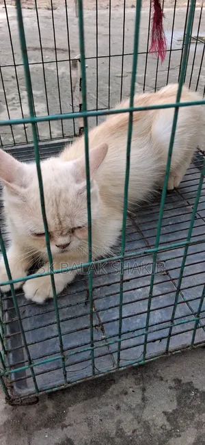 1+ year Female Purebred Persian