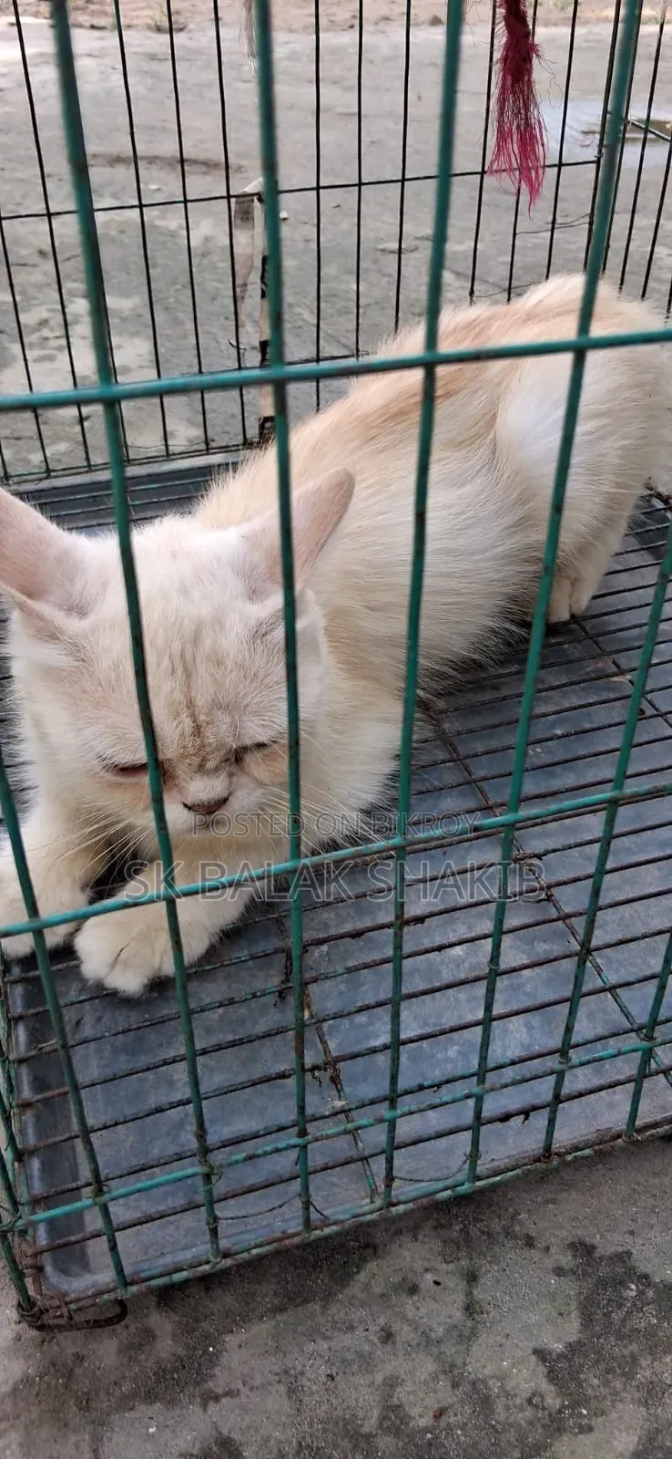 1+ year Female Purebred Persian