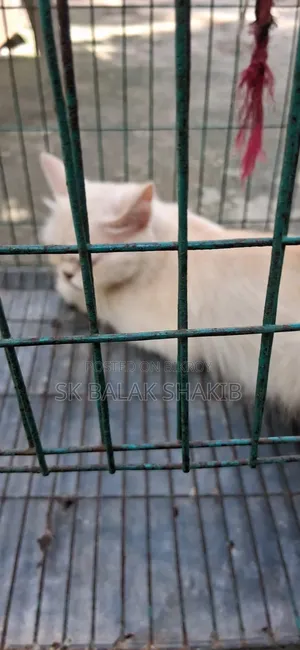 1+ year Female Purebred Persian