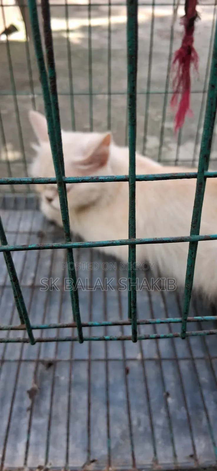 1+ year Female Purebred Persian