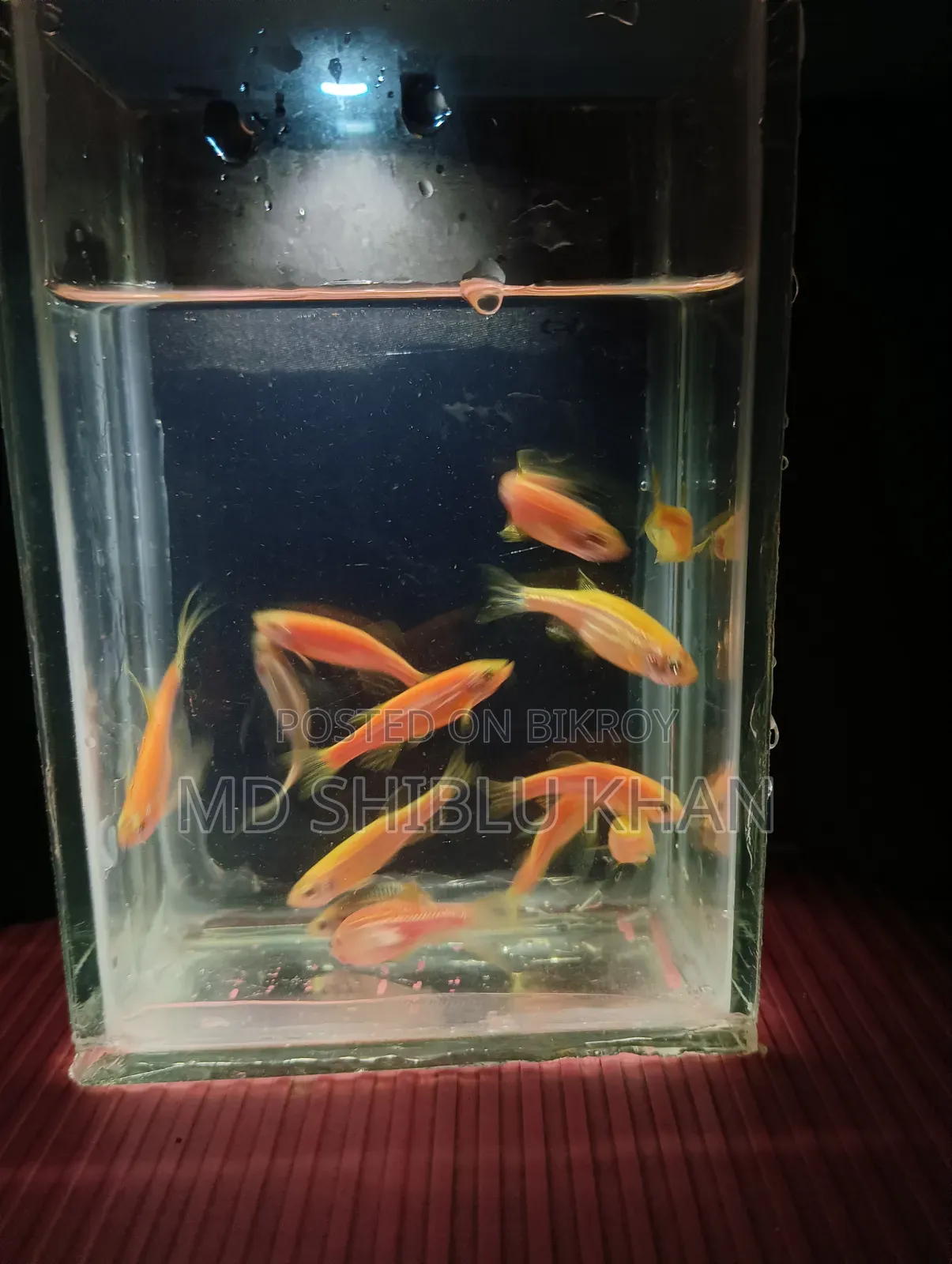 Zabra Fish