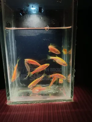 Zabra Fish