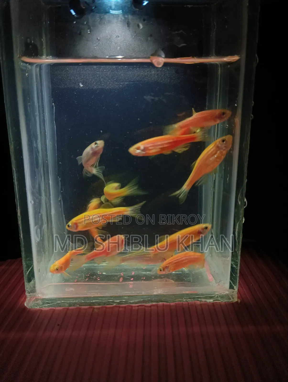 Zabra Fish