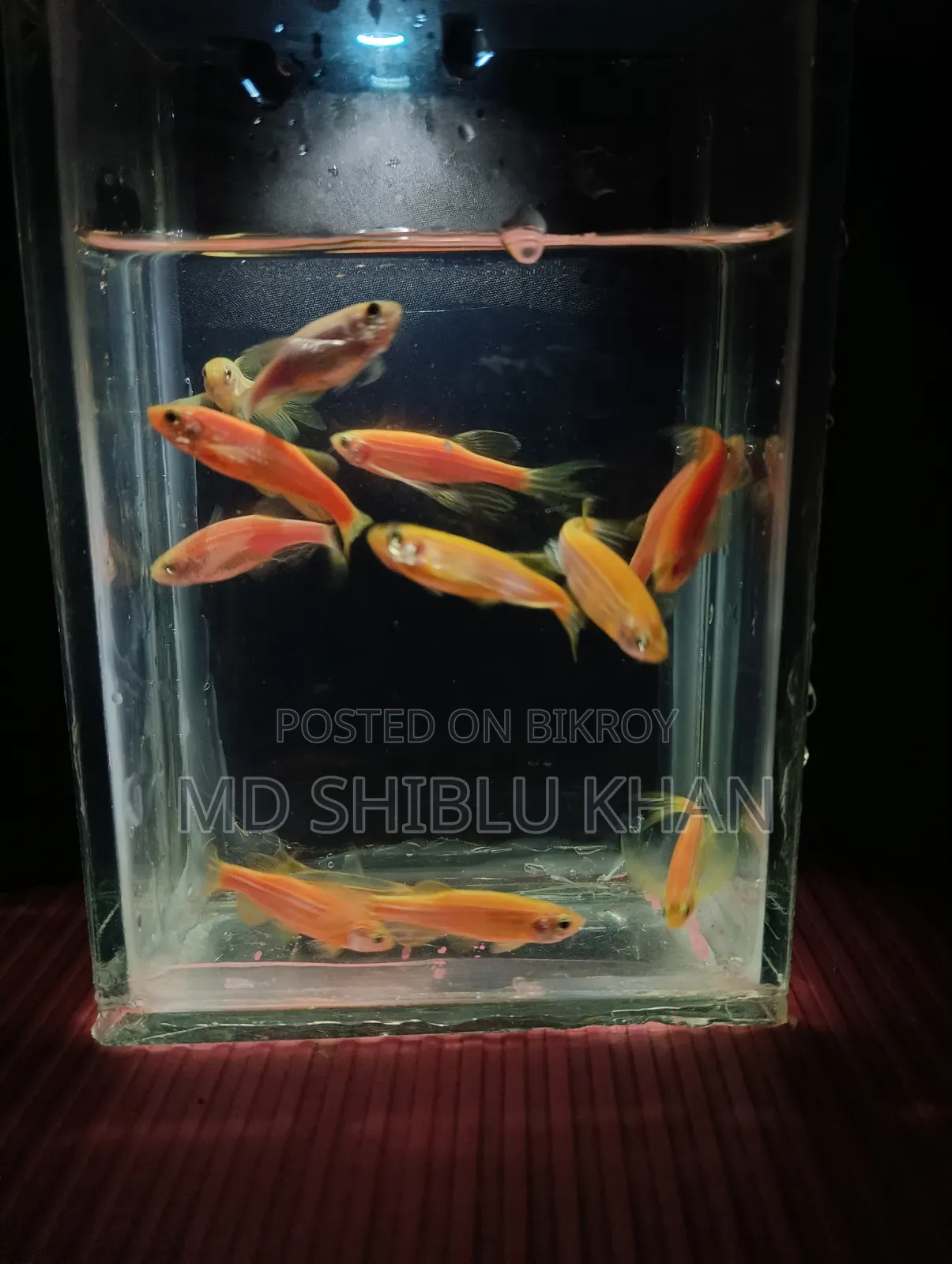 Zabra Fish