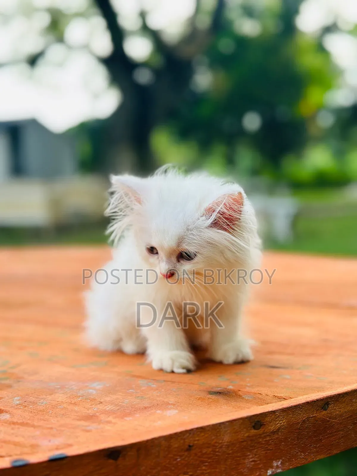 1-3 months Male Purebred Persian