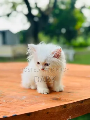1-3 months Male Purebred Persian