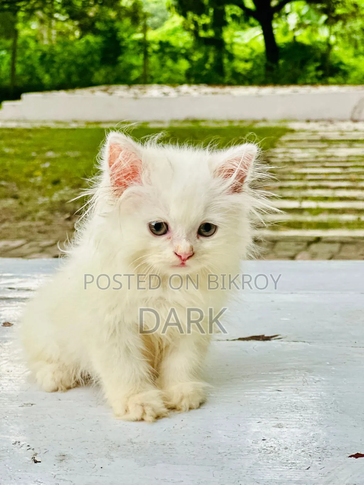 1-3 months Male Purebred Persian