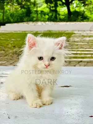 1-3 months Male Purebred Persian