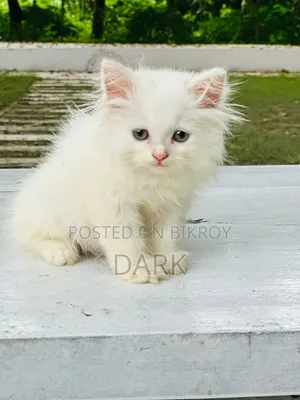 1-3 months Male Purebred Persian