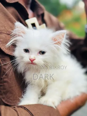 1-3 months Male Purebred Persian