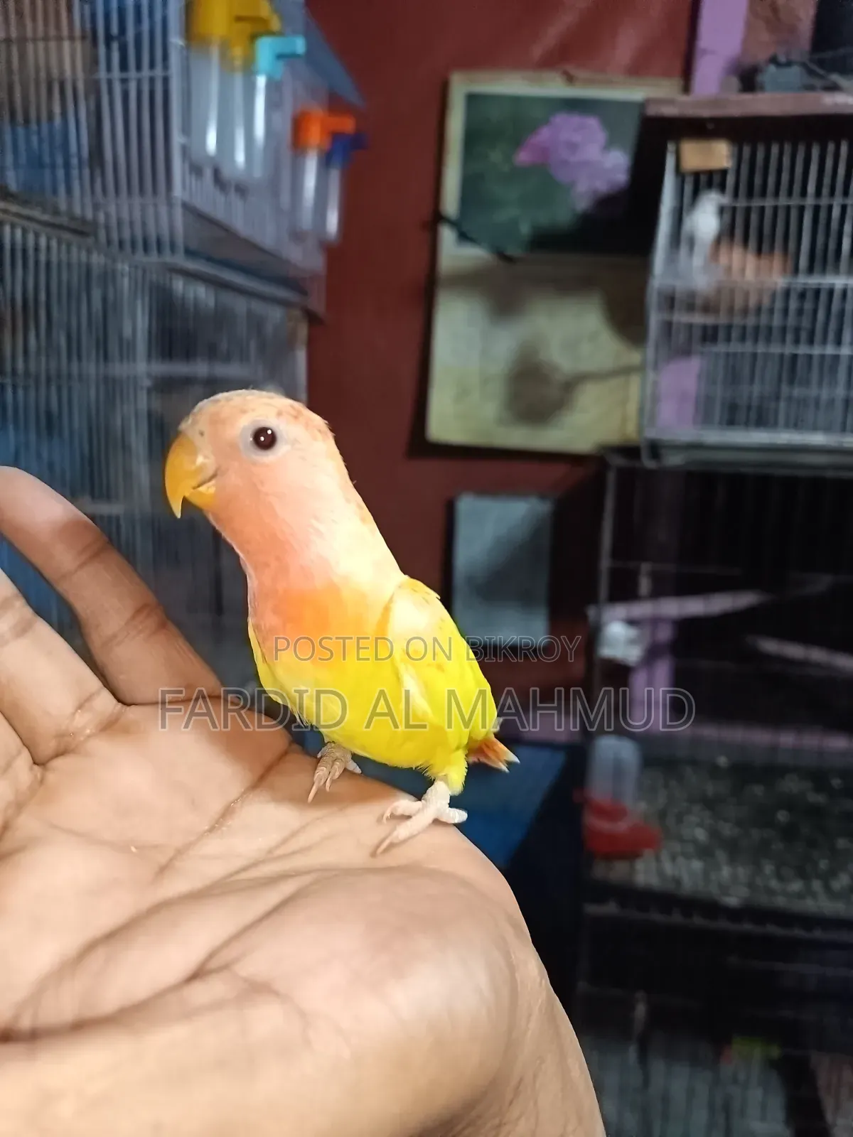 Red Head Lutino Opaline Love Bird Semi Tame