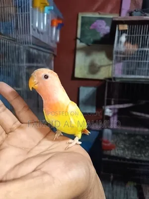 Red Head Lutino Opaline Love Bird Semi Tame