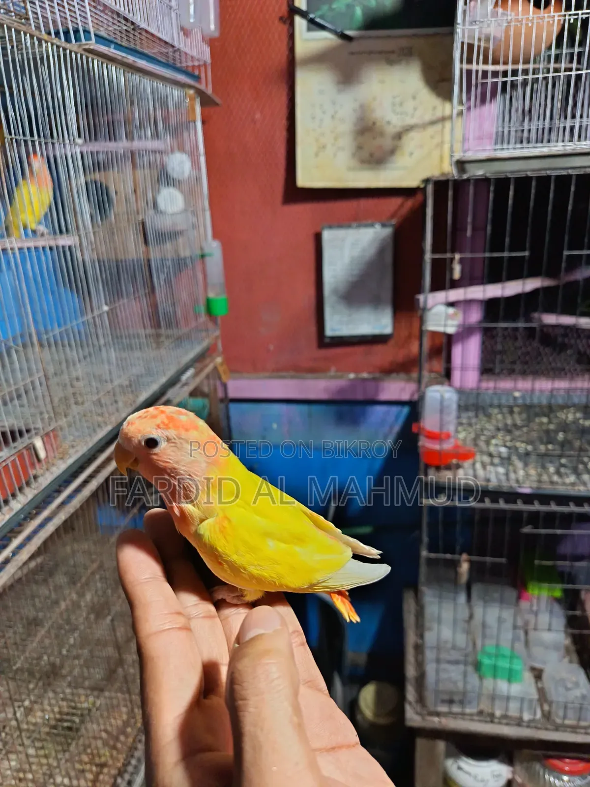 Red Head Lutino Opaline Love Bird Semi Tame