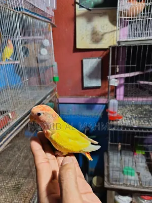 Red Head Lutino Opaline Love Bird Semi Tame