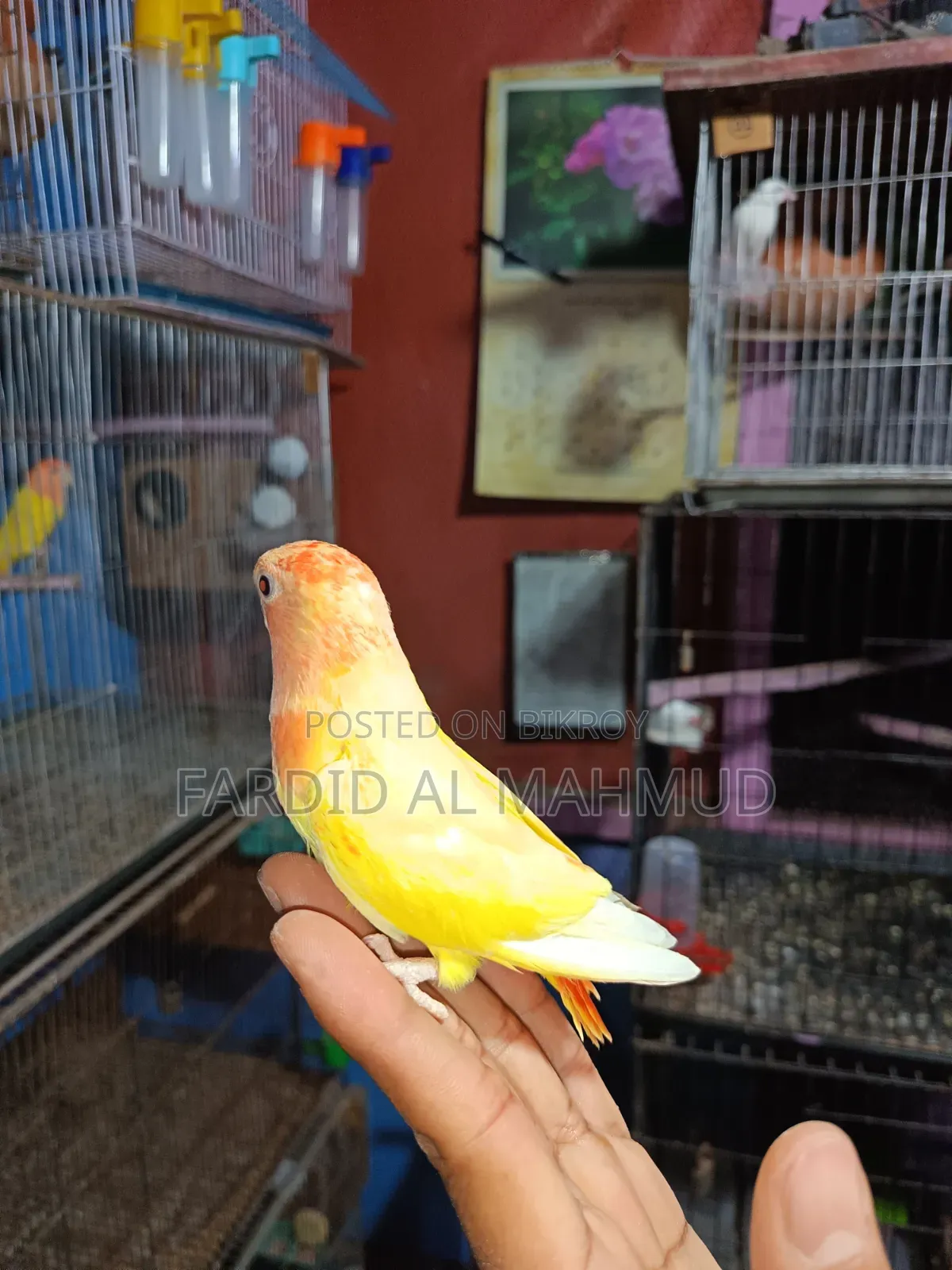 Red Head Lutino Opaline Love Bird Semi Tame