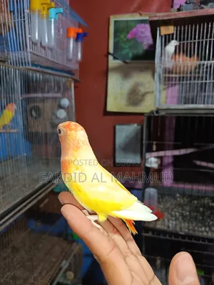 Red Head Lutino Opaline Love Bird Semi Tame