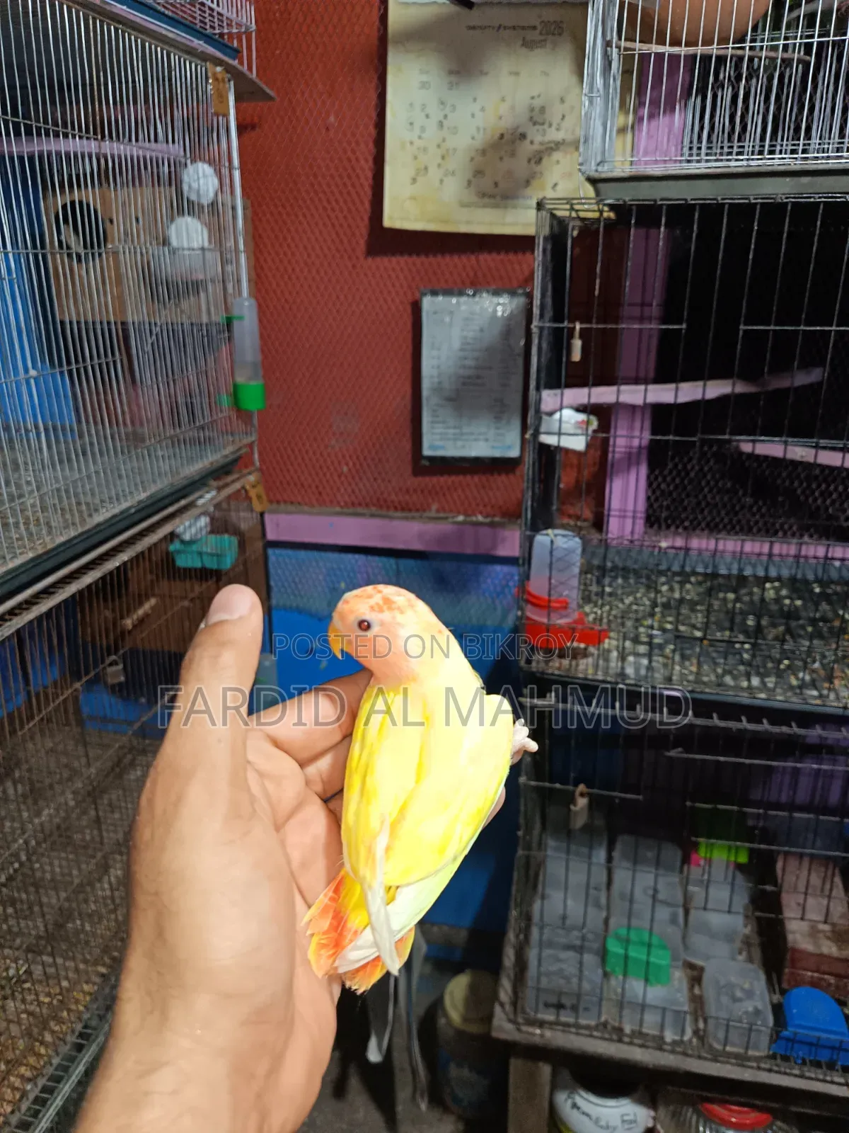 Red Head Lutino Opaline Love Bird Semi Tame