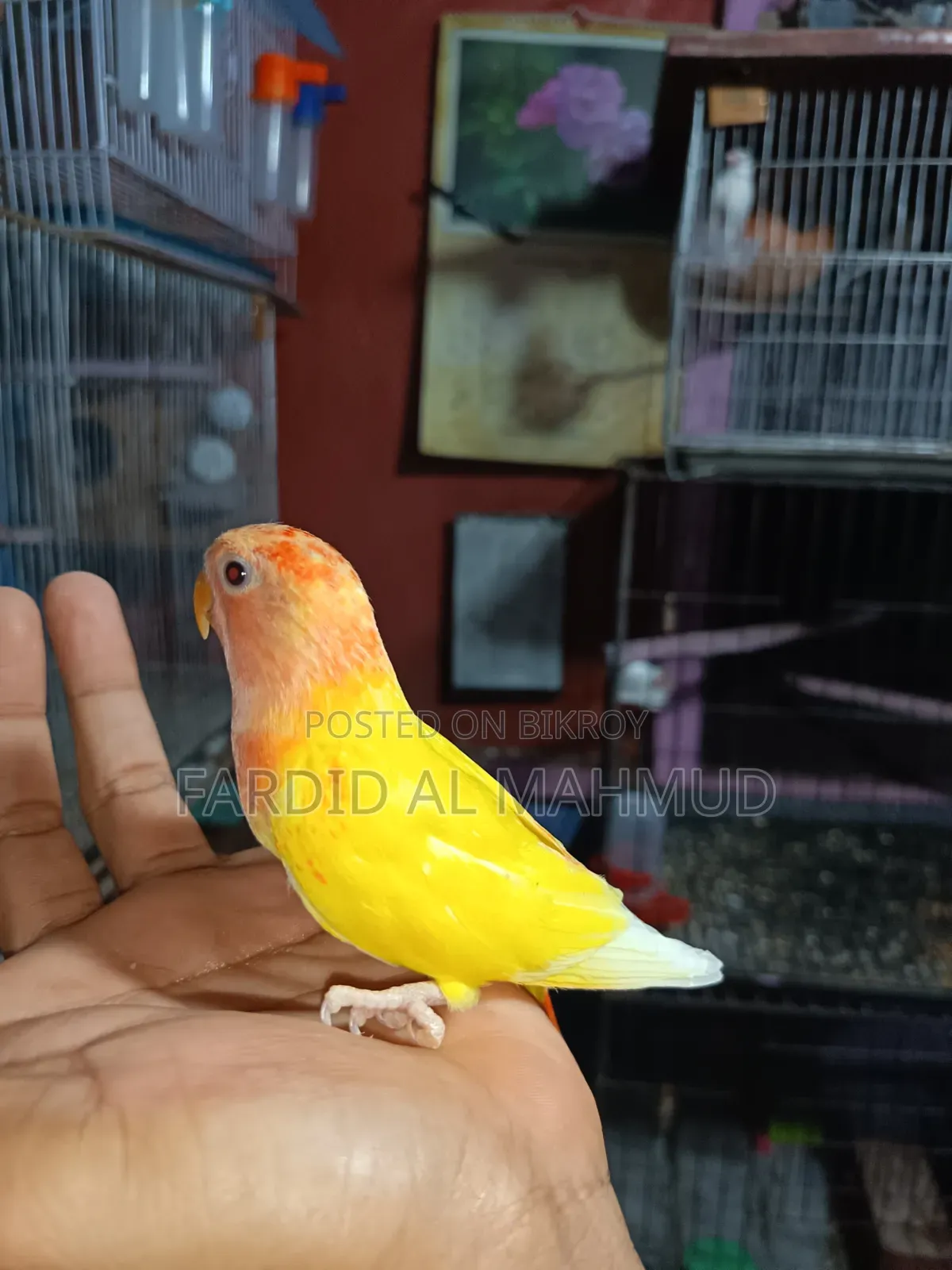 Red Head Lutino Opaline Love Bird Semi Tame