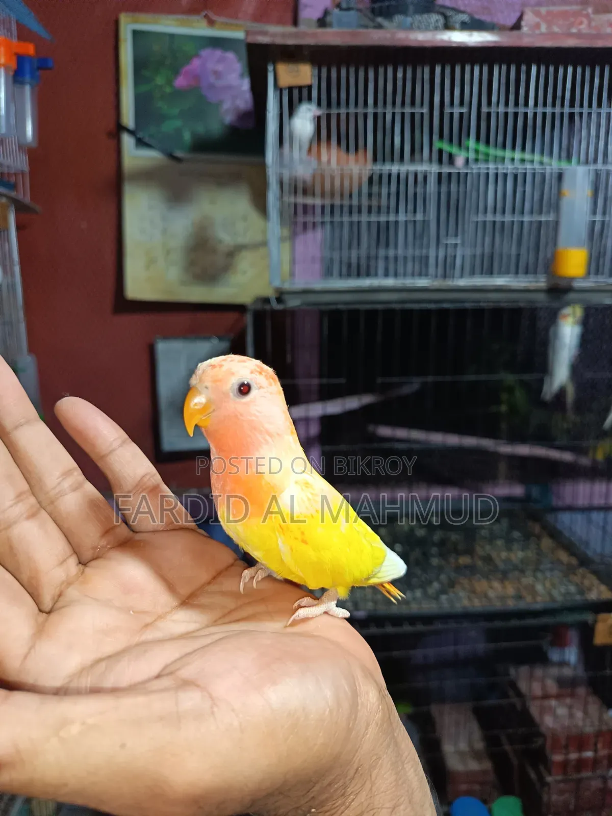 Red Head Lutino Opaline Love Bird Semi Tame