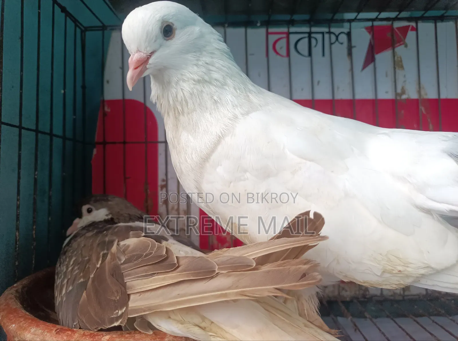 সিরাজি কবুতর রানিং জোড়া খাঁচা সহ