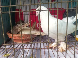 সিরাজি কবুতর রানিং জোড়া খাঁচা সহ