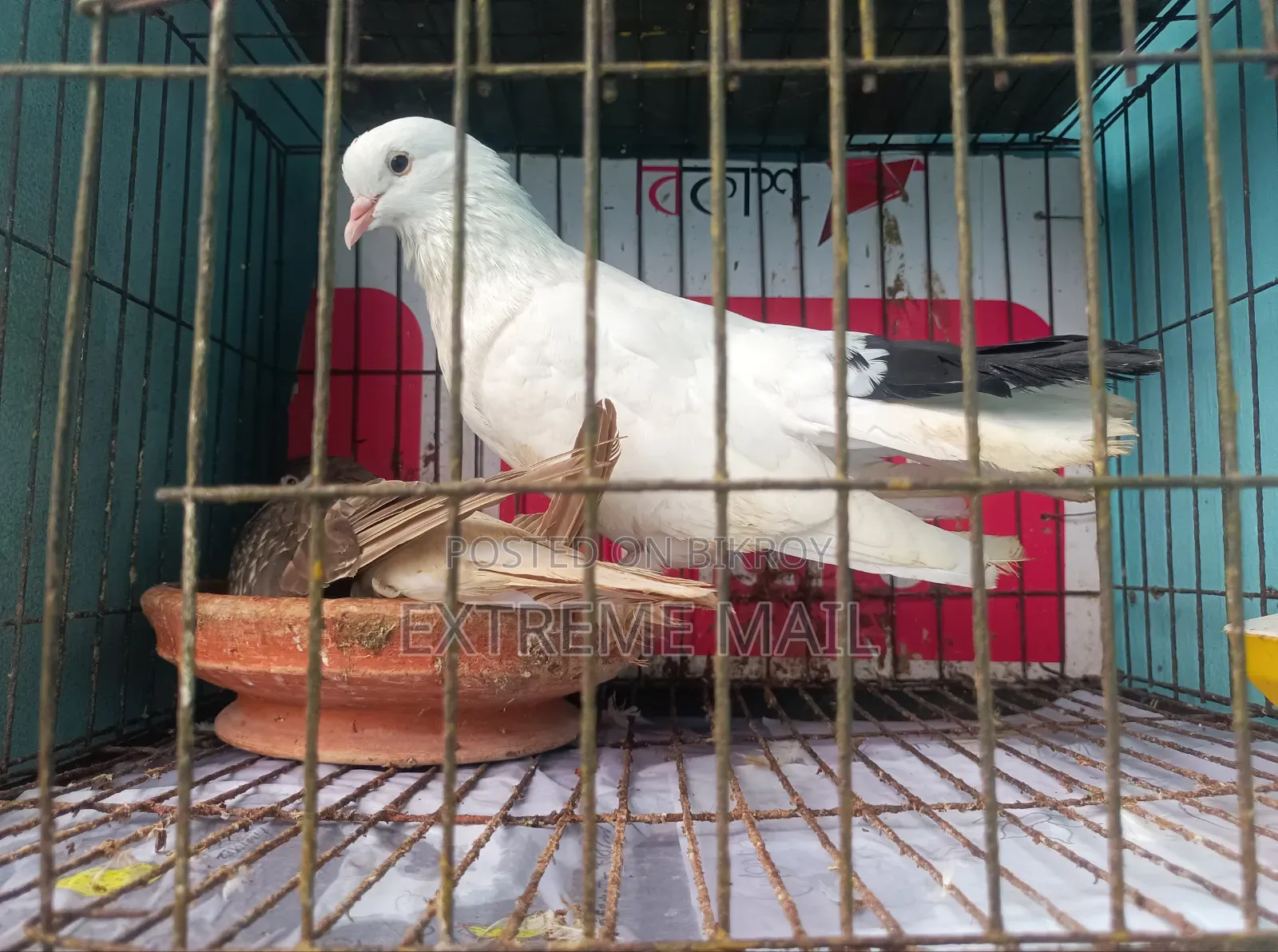 সিরাজি কবুতর রানিং জোড়া খাঁচা সহ