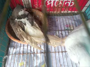 সিরাজি কবুতর রানিং জোড়া খাঁচা সহ