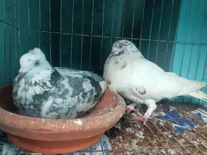 গিরিবাজ রানিং জোড়া এবং ১ পিস সিঙ্গেল কবুতর