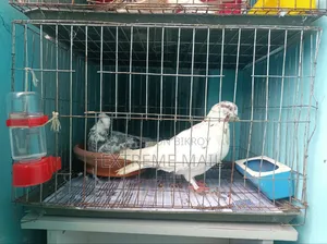 গিরিবাজ রানিং জোড়া এবং ১ পিস সিঙ্গেল কবুতর