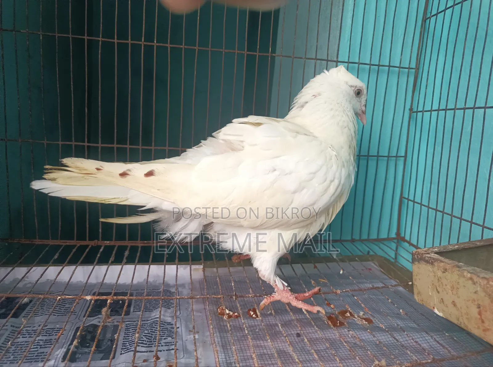 গিরিবাজ রানিং জোড়া এবং ১ পিস সিঙ্গেল কবুতর