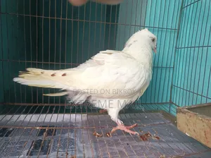 গিরিবাজ রানিং জোড়া এবং ১ পিস সিঙ্গেল কবুতর