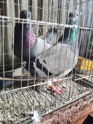 কবুতর বিক্রি হবে