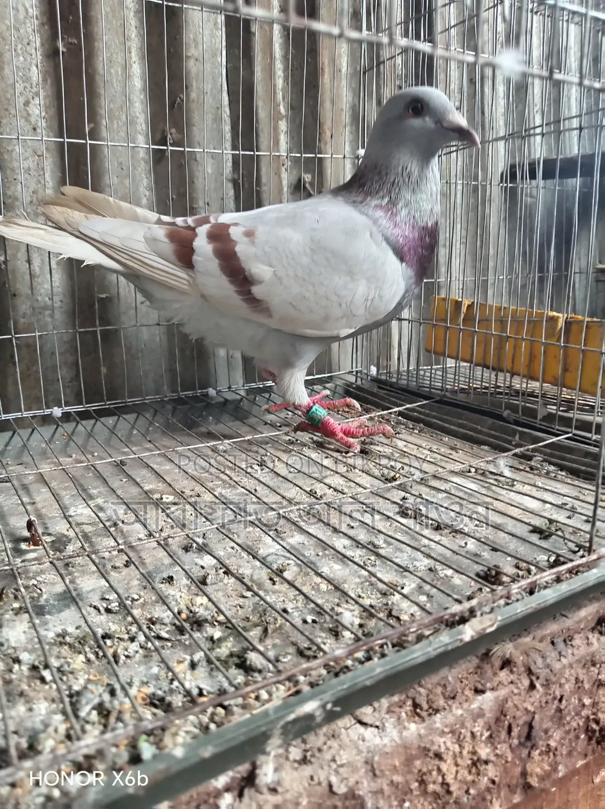 কবুতর বিক্রি হবে