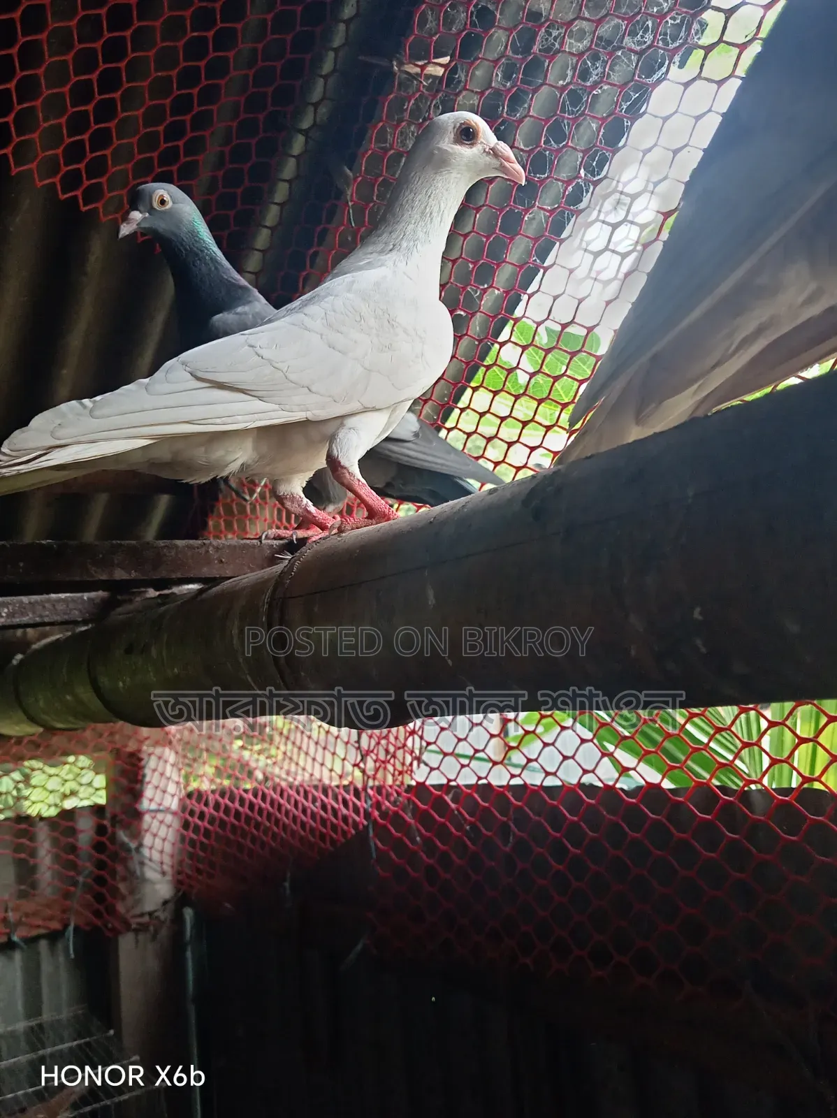 কবুতর বিক্রি হবে