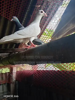 কবুতর বিক্রি হবে