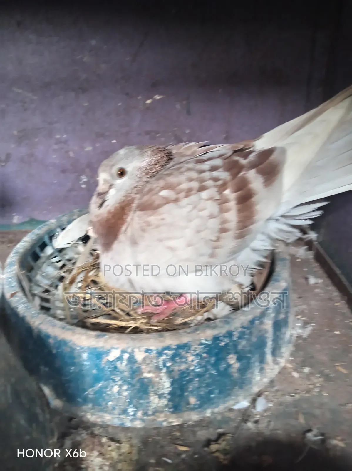 কবুতর বিক্রি হবে