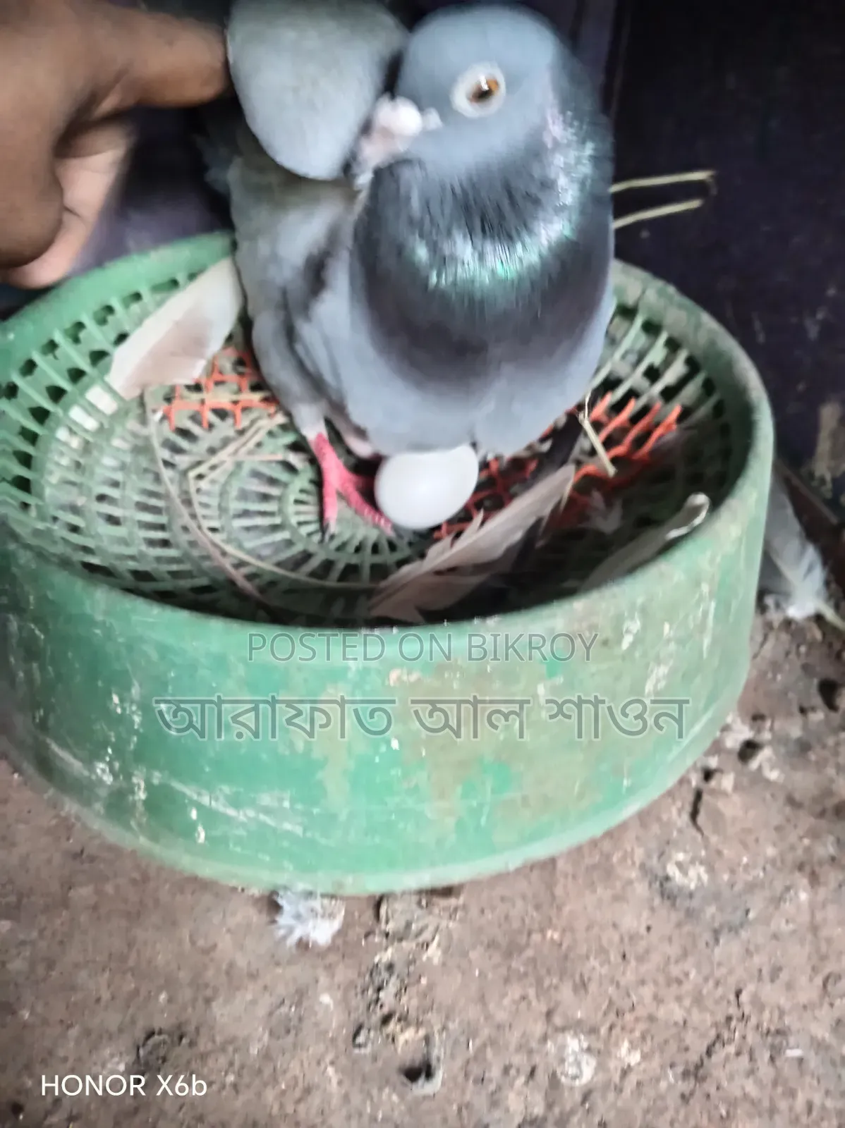 কবুতর বিক্রি হবে