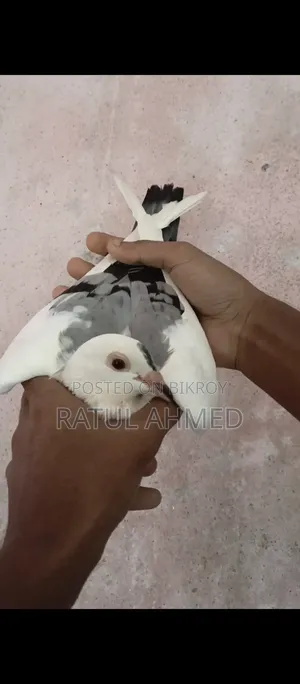 Bird, Kobutor