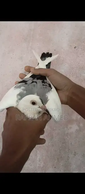 Bird, Kobutor