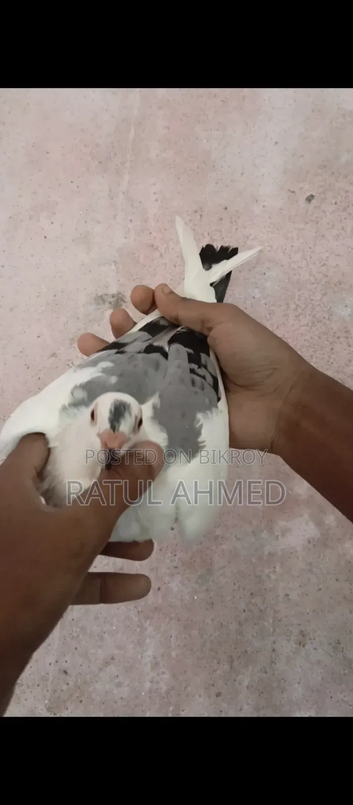 Bird, Kobutor
