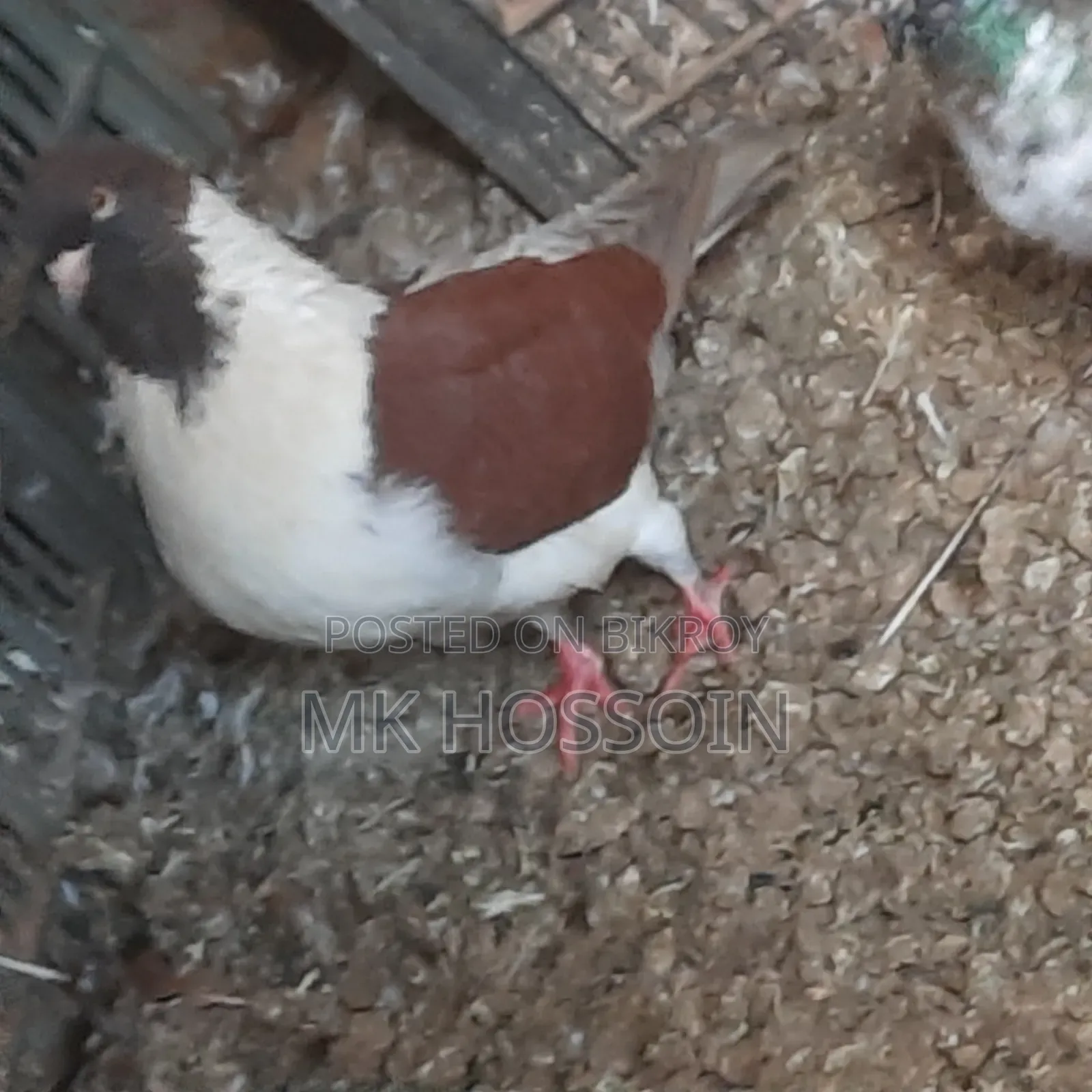 লাল স্টেচার সিঙ্গেল এক পিস ছেলে