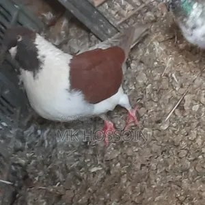 লাল স্টেচার সিঙ্গেল এক পিস ছেলে