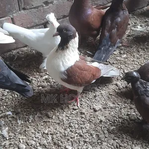 লাল স্টেচার সিঙ্গেল এক পিস ছেলে